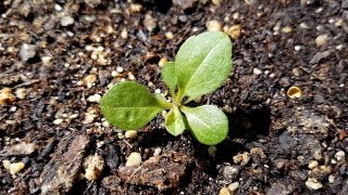 Growing California Goldenrod from Seeds Days 058 [upl. by Rem]