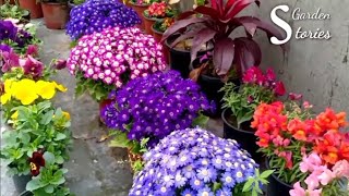 Best 30 Winter Flowering Plants  Winter Garden Overview 2020 [upl. by Mall]