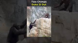 Two Chimps Duke It Out animals [upl. by Rizas288]