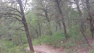 Hiking Trail at The Otero Ridge Canyon Manzano Mountains New Mexico [upl. by Ilohcin492]