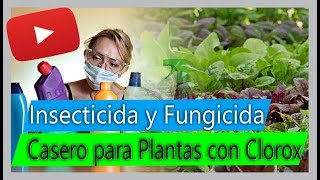 Cómo hacer Insecticida y Fungicida casero para Plantas  Usos del Clorox en el cultivo [upl. by Merkley424]