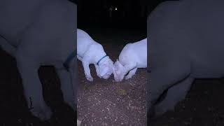 Dogo argentino puppies Lithuania [upl. by Yleve371]