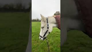 New headcollar 😍 horseeditytshortsviral [upl. by Porett]