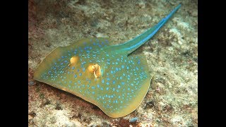 Facts The Bluespotted Ribbontail Ray Bluespotted Stingray [upl. by Joelly]