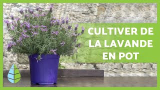 CULTIVER de la LAVANDE en pot 💜 Arrosage compostage taille et BIEN PLUS [upl. by Ambrogio]