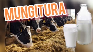 LATTE “come funziona la mungitura” massimo rispetto per gli animali 🐄 [upl. by Esilana]