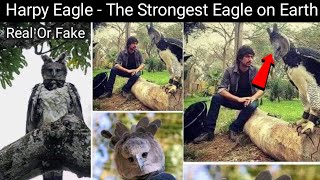 Harpy Eagle  The Strongest Eagle on Earth  Harpy Eagle Real or Fake [upl. by Terbecki673]