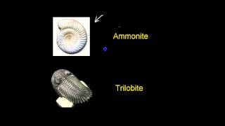 Index fossils [upl. by Pell]