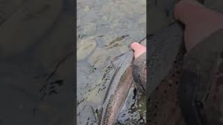 Alaska steelhead [upl. by Emaj]