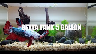 Betta tank 5 gallon setting up [upl. by Gayleen]