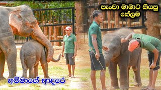 Baby Elephants  මාමාට කෙලමක් කියලා සජ්ජන  Twins Baby Elephant Pinnawala [upl. by Nannoc]