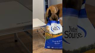 Dog Snack Using Nutri Source Dog Food dog belgianmalinois dogfood [upl. by Nadnerb844]