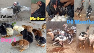 9 Chiks Growth Day 1 To 4 Months Old  Beautiful Pakistani Aseel Rooster Chicks [upl. by Reece496]