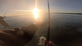 Cape cod canal full of slot size fish [upl. by Aillij]