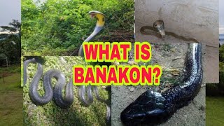 What Is Banakon [upl. by Itram]