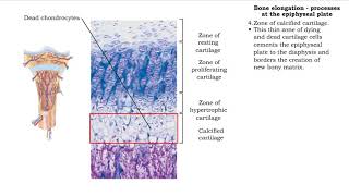 Bone elongation  processes at the epiphyseal plate [upl. by Maryann]