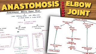 Anastomosis Around Elbow Joint  Elbow Joint Anatomy 34 [upl. by Ardnasella211]