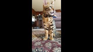 Bengal Cat Meows Very Loud [upl. by Ael]