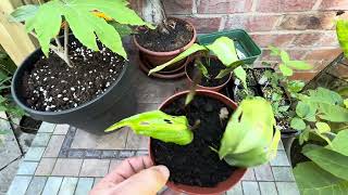 Aspidistra elatior and more  Hardy houseplants [upl. by Skier]