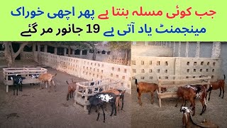 Bakriyon Par Enterotoxemia Ka Hamla  Goat Health Care Treatment Tips [upl. by Micco]