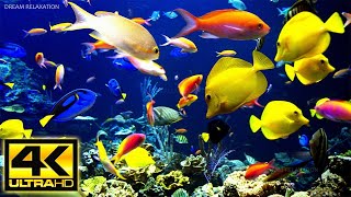 Acuario 4K VIDEO  Hermosos peces de arrecife de coral  Música de meditación relajante para dormir [upl. by Dorison]