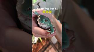 My pet Whites Tree Frog Bandit 🐸 [upl. by Reitrac]