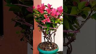 Bougainvillea plant flowers symbols of peace as well as a kind welcome amp passion for relationship [upl. by Egarton]