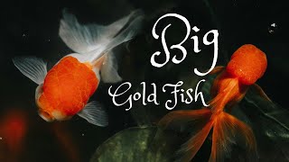 Gold Fish Community Tank [upl. by Zorana]