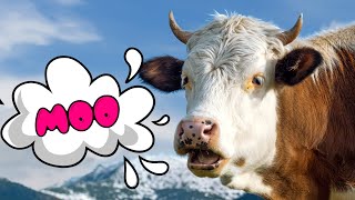 Funny cow dancing and mooing Cow moo for kids [upl. by Izmar]