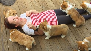 20 Minutes of Adorable Puppies 🐶 [upl. by Hooke195]