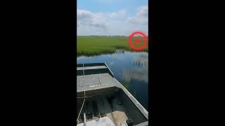 Looking for Phragmites by airboat [upl. by Minni435]