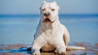 The Amazing Dogo Argentino  Facts About This Powerful and Beautiful Dog [upl. by Eecrad]