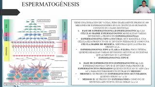 HISTOLOGÍA APARATO REPRODUCTOR MASCULINO [upl. by Awhsoj]