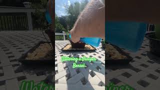 Bonsai Watering plants trees bonsai [upl. by Cristiano]