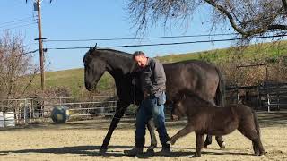 Fun Things To Do With a Miniature Horse Big Horse Little Horse with David Lichman [upl. by Honniball]