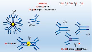 Types of Antibody [upl. by Kendrah]