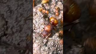 Ants In Puerto Rico Electric Ants Big Headed Ants and Fungus Farming Ants [upl. by Ponton]