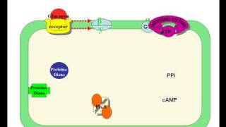Cascada del AMP cíclico [upl. by Mindy]