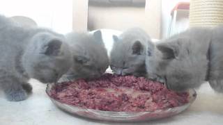 British Shorthair Blue Kitten [upl. by Neelram]