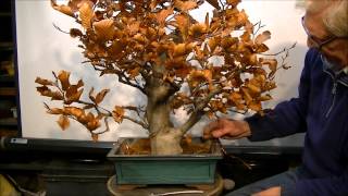 Bonsai Fagus sylvatica marcotteren air layer 2 [upl. by Cullie]