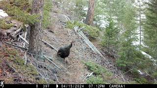 Merriams Hen Turkey flying up to roost in tree [upl. by Namrak458]