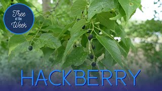 Tree of the Week Hackberry [upl. by Marijane648]