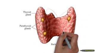 endocrine primary secondary tertiary hormone diseases [upl. by Hite]