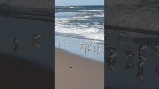 Sandpipers sprint through the Surf travel birds freedom [upl. by Enibas]