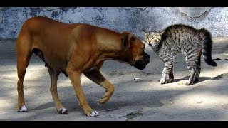 Cat Fight Dogs  Part 3 [upl. by Tomas757]