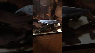 Elephant Nose Knife fish knifefish elephant nose shorts aquarium zoo nature asmr fish cool [upl. by Hutton]