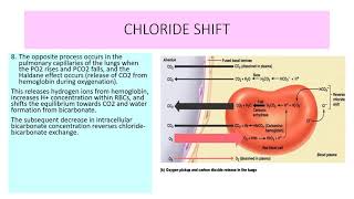 CHLORIDE SHIFT [upl. by Dorcy253]