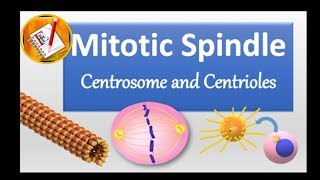 Spindle Centrosome centrioles chromosomal segregation [upl. by Devinna]