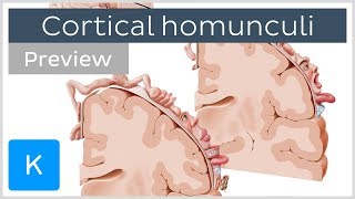 Motor and sensory cortical homunculus preview  Human Neuroanatomy  Kenhub [upl. by Gabby500]