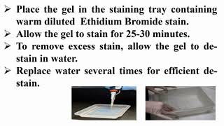 Staining Agarose Gel with Ethidium Bromide After Finishing Electrophoresis Running [upl. by Wenonah]